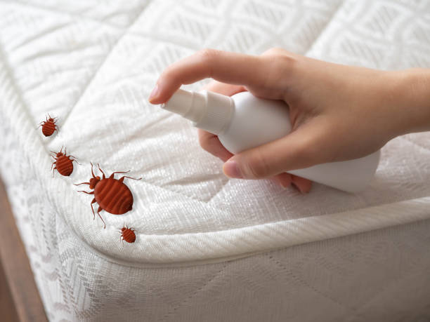 Best Pest Removal Services  in Ely, NV