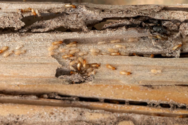 Bird Control in Ely, NV
